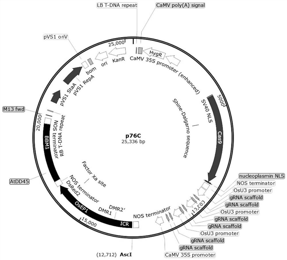 Nucleic acid molecule, vector, cell, application of nucleic acid molecule, vector and cell, and screening method of plant apomixis clone seeds based on paternal imprinting gene