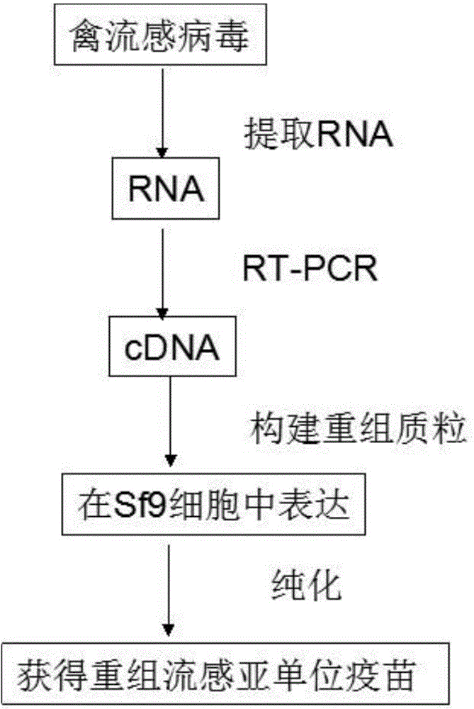 Preparation method of recombinant avian influenza subunit vaccine