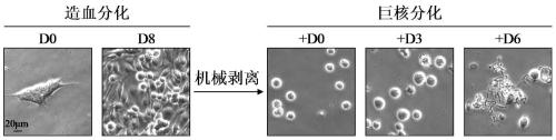 Application of JAK (Janus kinase) in preparation of products for promoting induction of multipotent stem cells to generate megakaryocytes and platelets