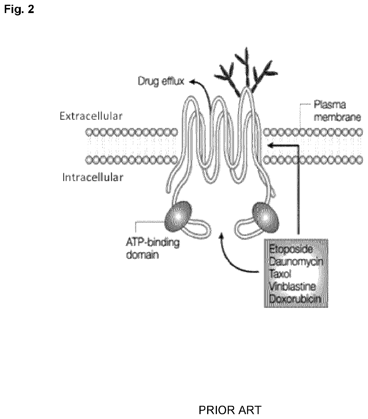 Peptide compounds and peptide conjugates for the treatment of cancer through receptor-mediated chemotherapy