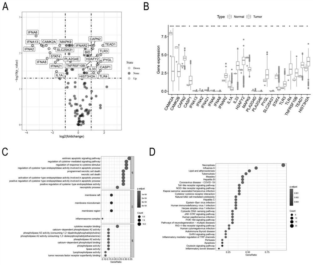 Application of model constructed based on necroptosis-related gene combination in preparation of product for predicting prognosis of low-grade glioma