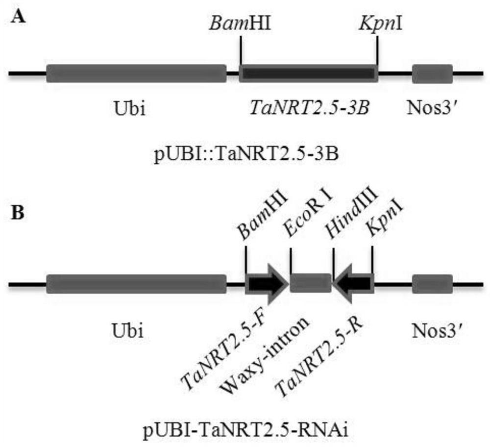 Application of protein tanrt2.5 in regulation of plant yield