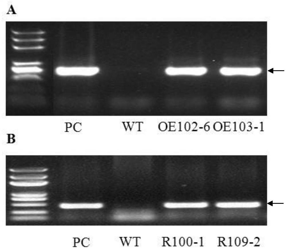 Application of protein tanrt2.5 in regulation of plant yield