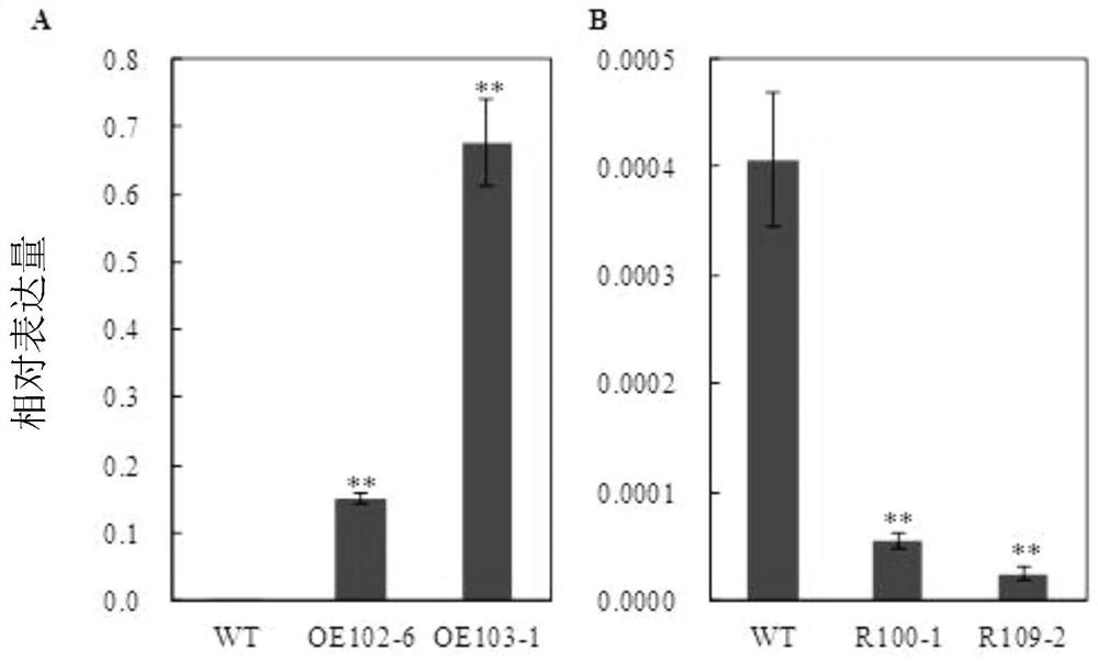 Application of protein tanrt2.5 in regulation of plant yield