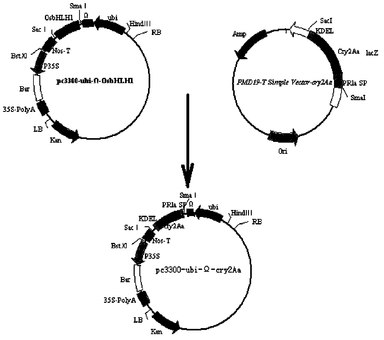 Codon optimized Cry2Aa gene and recombinant vector as well as crop resistance changing method
