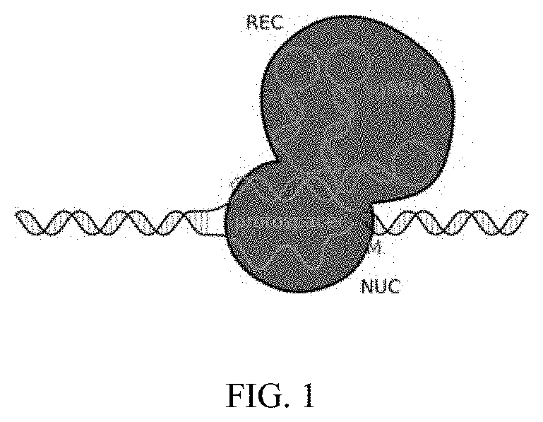 Method of using cut&run or cut&tag to validate crispr-cas targeting