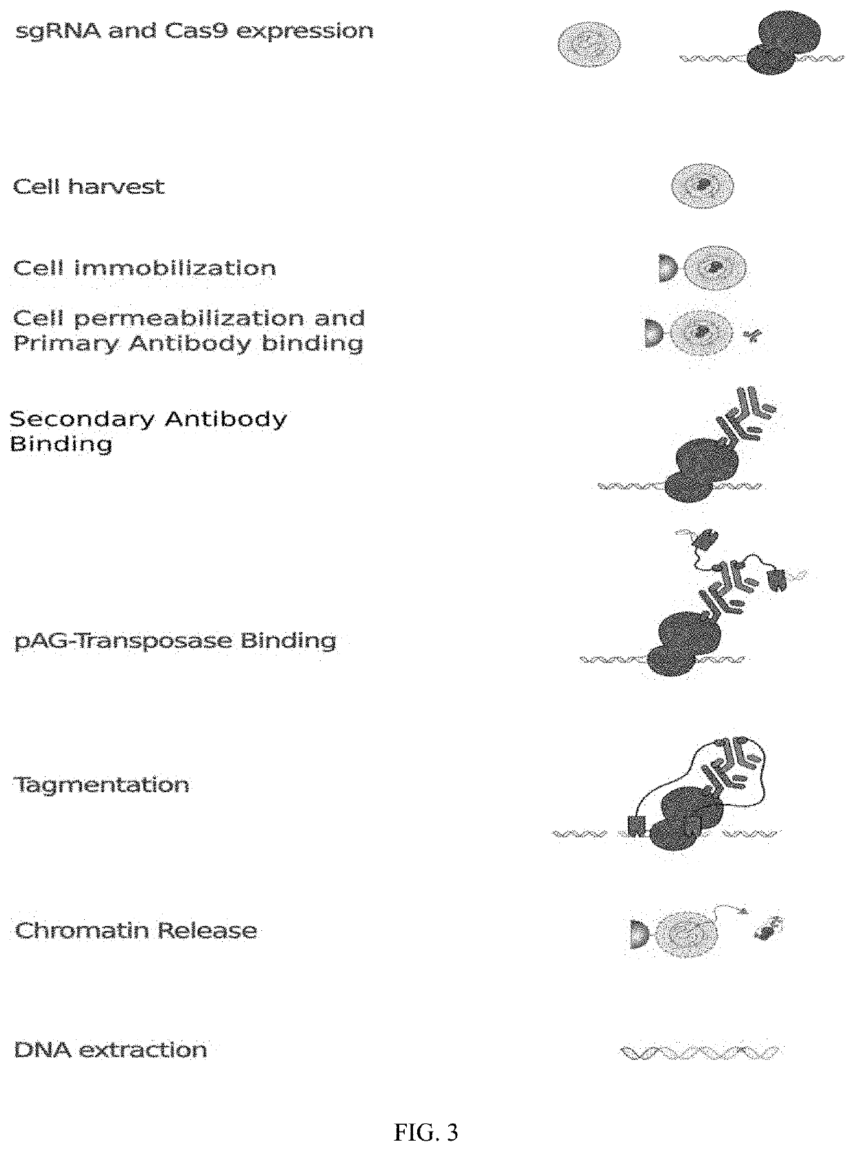 Method of using cut&run or cut&tag to validate crispr-cas targeting