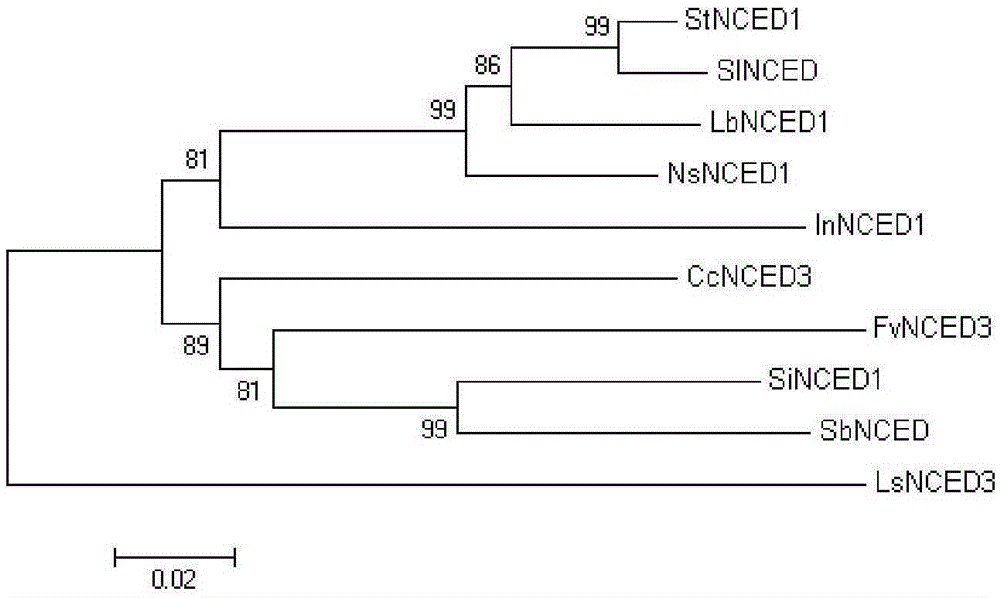 FvNCED3 gene used for enhancing salt tolerance of Fraxinus velutina Torr. and application thereof