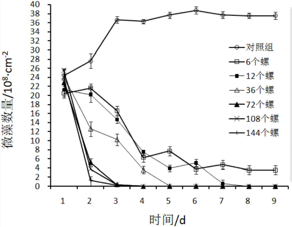 Alga control method for conch filament culture process of Porphyra haitanensis