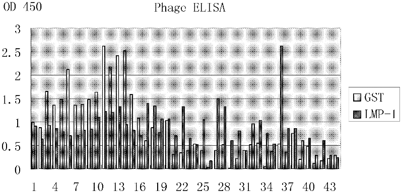 Anthropogenic LMP1 (latent membrane protein1) extracellular regional antibody for nasopharyngeal carcinoma and application thereof