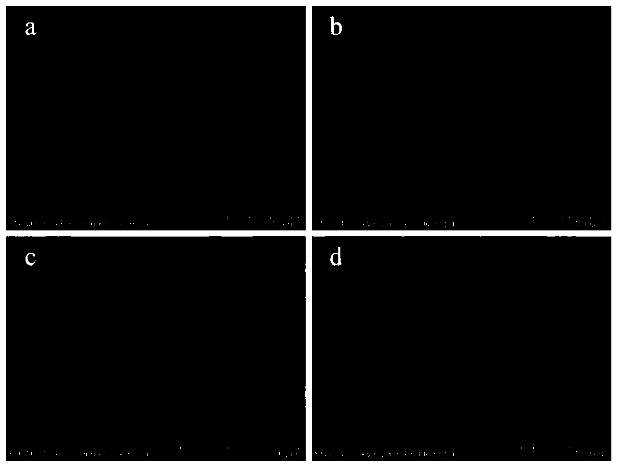 Preparation method of porous WO3/C nanosheet mesoporous composite photocatalyst