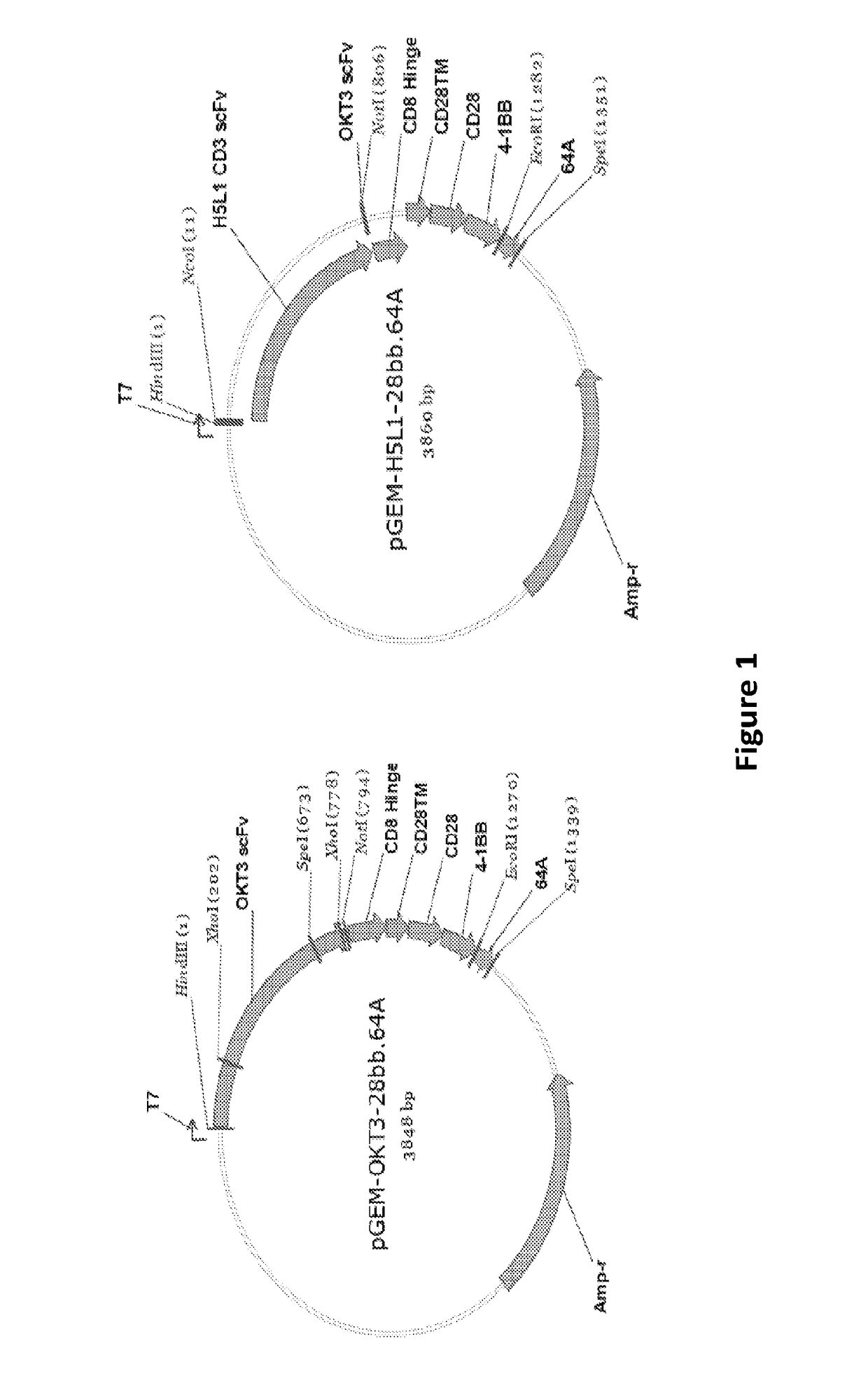 Compositions and methods of stimulating and expanding t cells