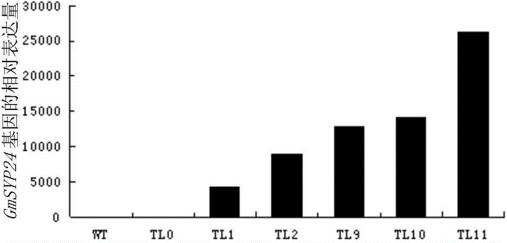 Application of soybean protein and coding gene of the soybean protein in plant drought resistance adjustment