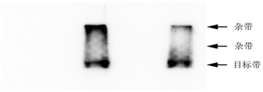 A buffer for co-immunoprecipitation and its application