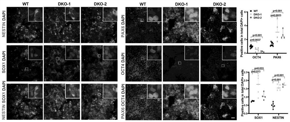 Application of KDM6 as target in preparation of medicine for improving early-stage neuroectoderm differentiation efficiency