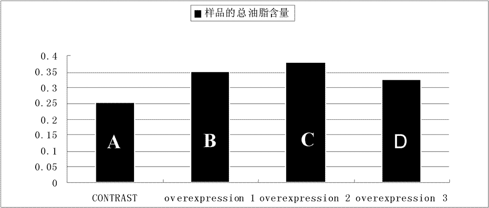 Phaeodactylum tricomutum diacylglycerol acyltransferase and encoding gene and application thereof