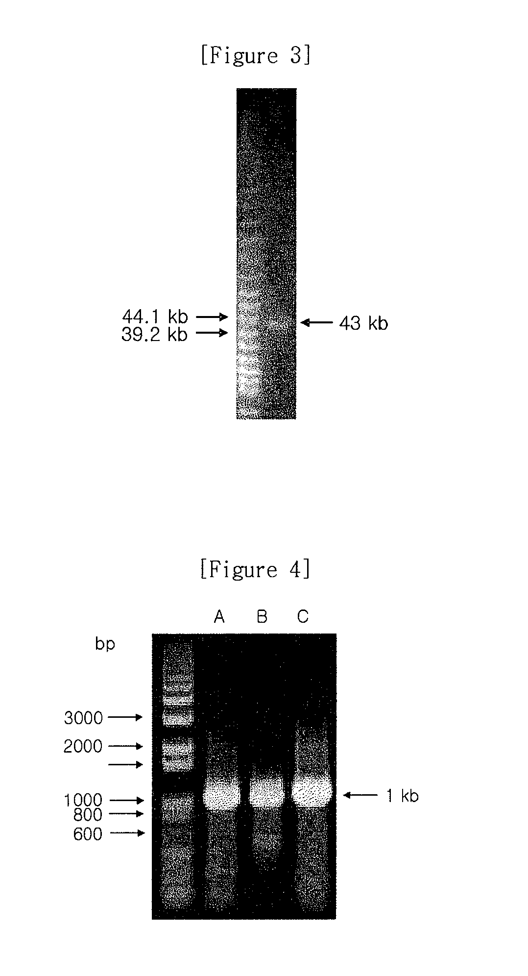 Salmonella bacteriophage and antibacterial composition comprising the same