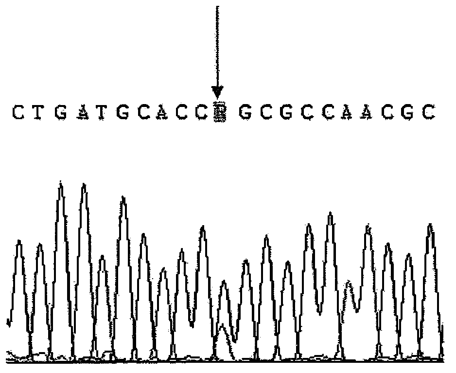 CYP2D6 gene fragment comprising 74G&gt;A mutation, coded protein fragment and applications thereof