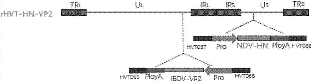 Construction method and application of HVT co-expressing NDV HN and IBDV VP2 genes