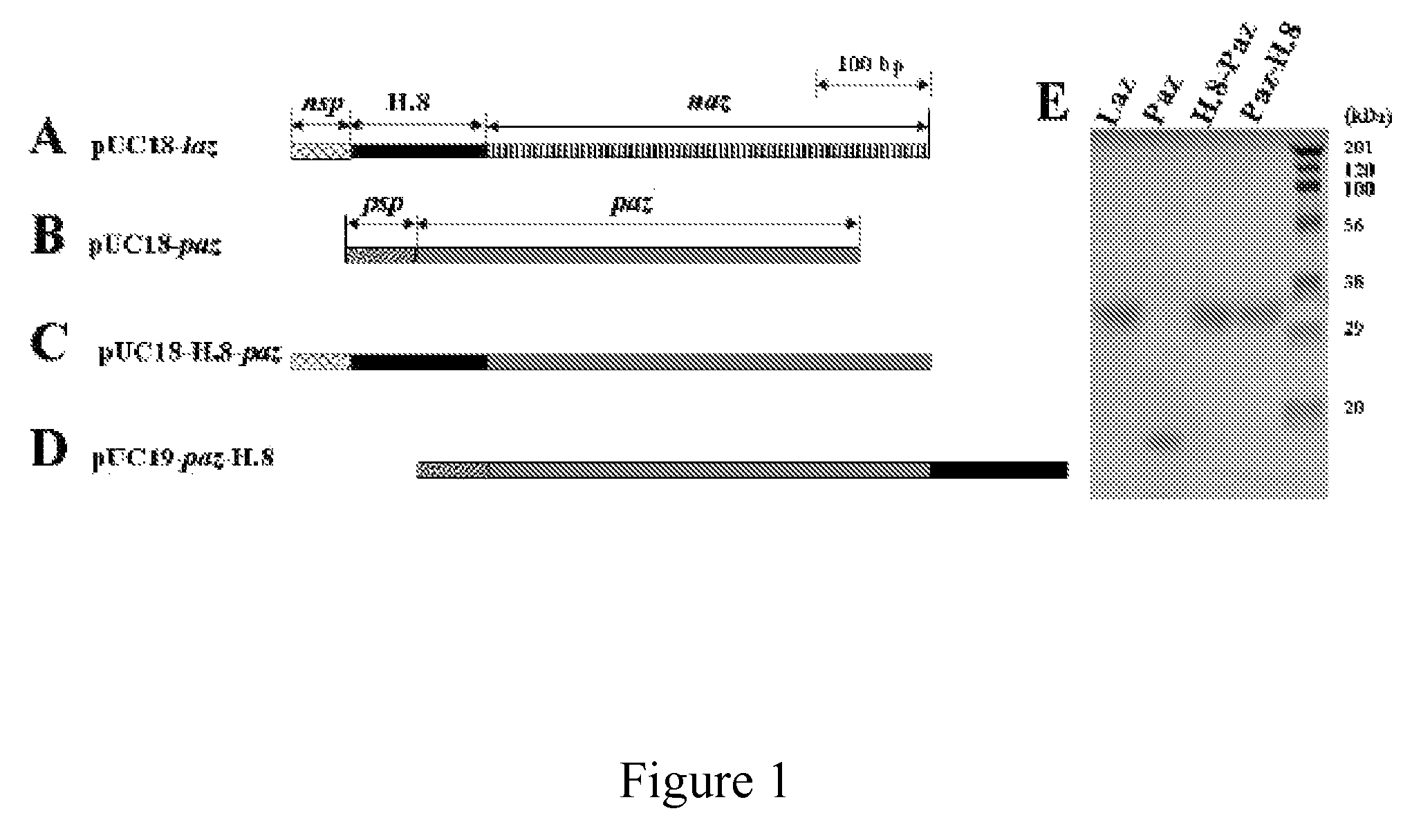Transport agents for crossing the blood-brain barrier and into brain cancer cells, and methods of use thereof