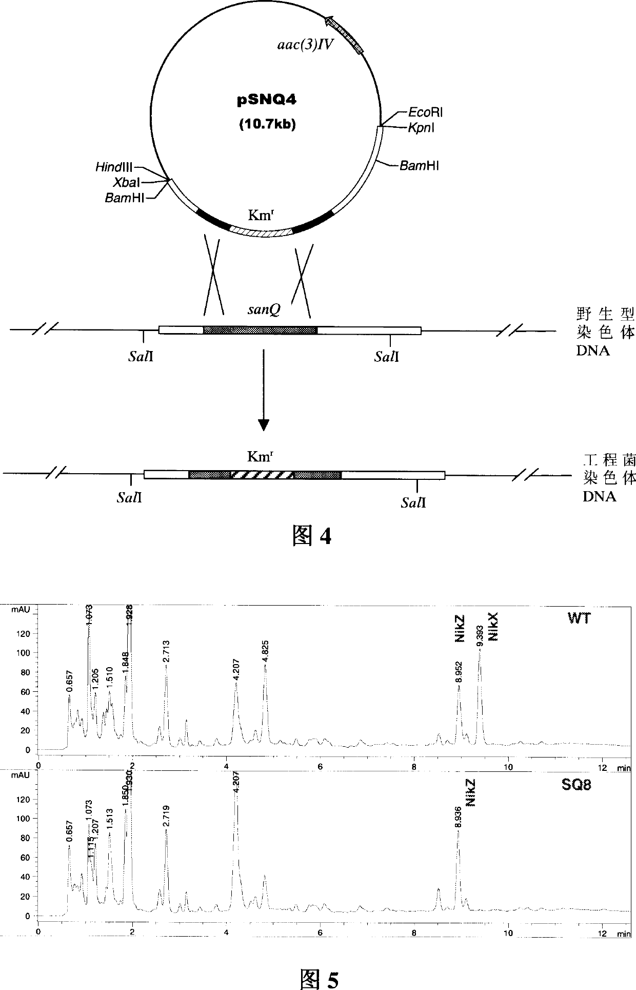 Nikemycin Z component engineering bacterium and its application
