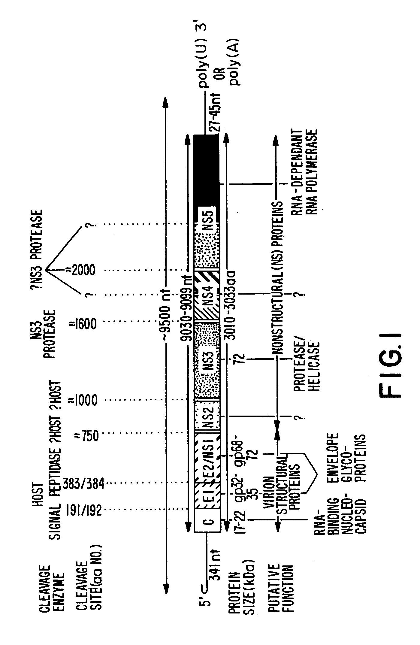 Conserved motif of hepatitis C virus E2/NS1 region