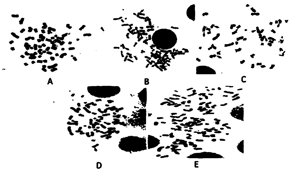 New application of astragalus polysaccharide in chromosome protection