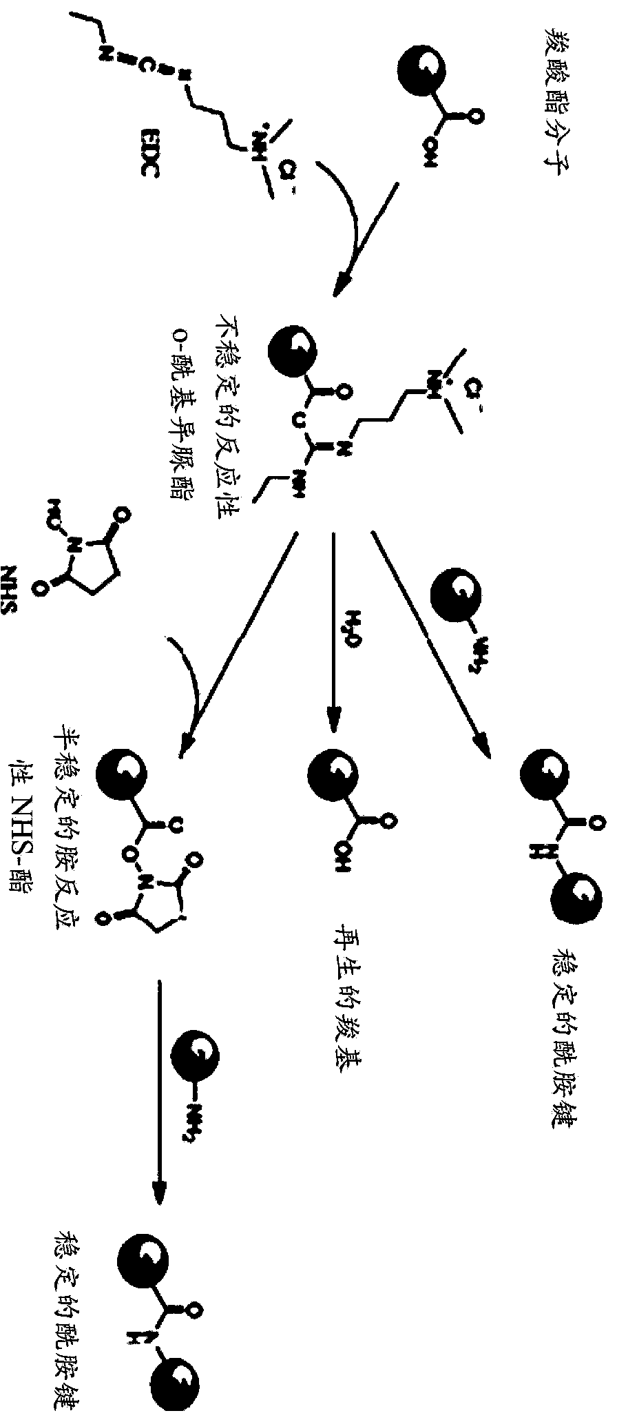 Preparation and/or formulation of proteins cross-linked with polysaccharides