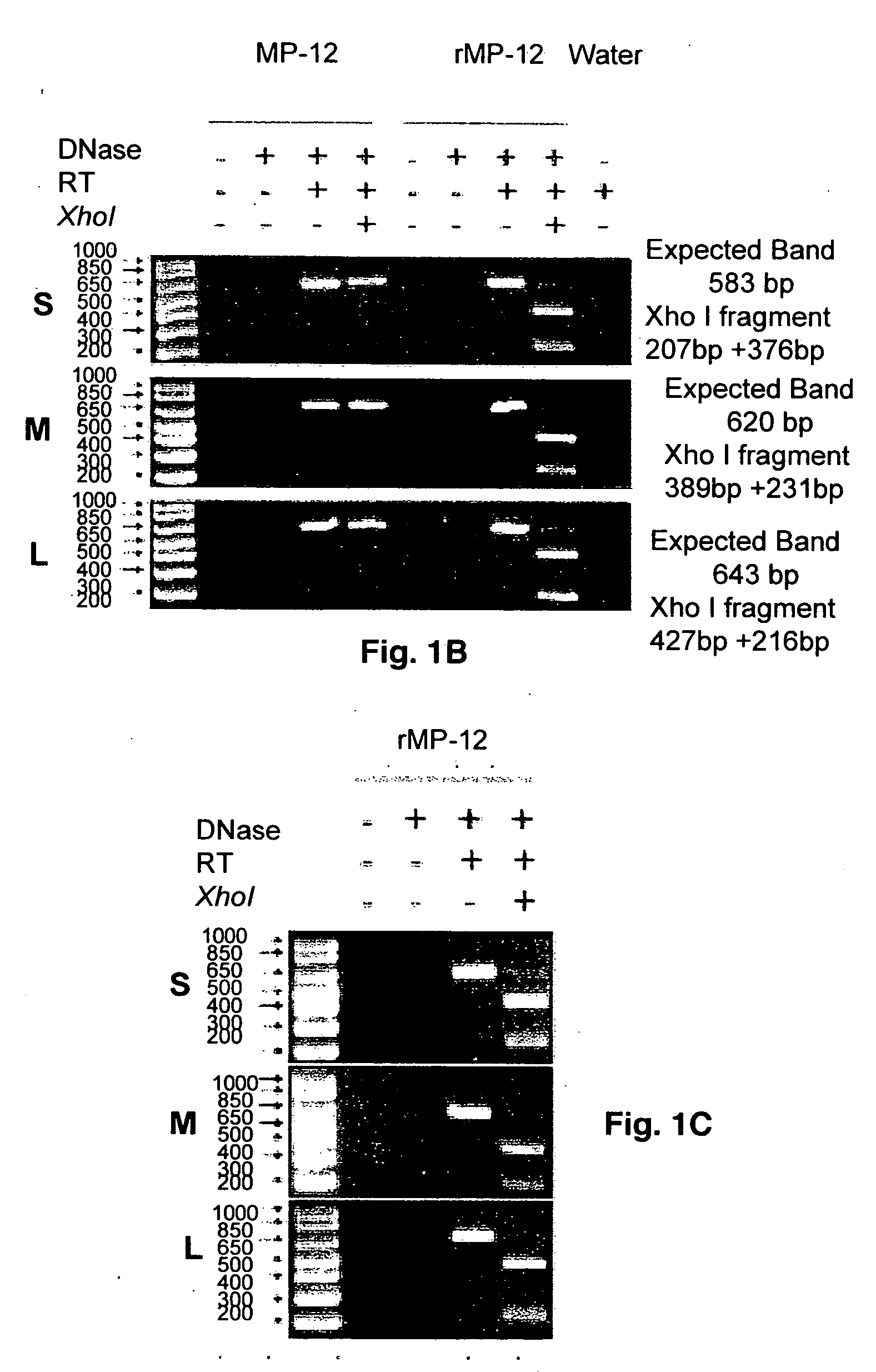 Reverse genetic system for Rift Valley fever virus and uses thereof