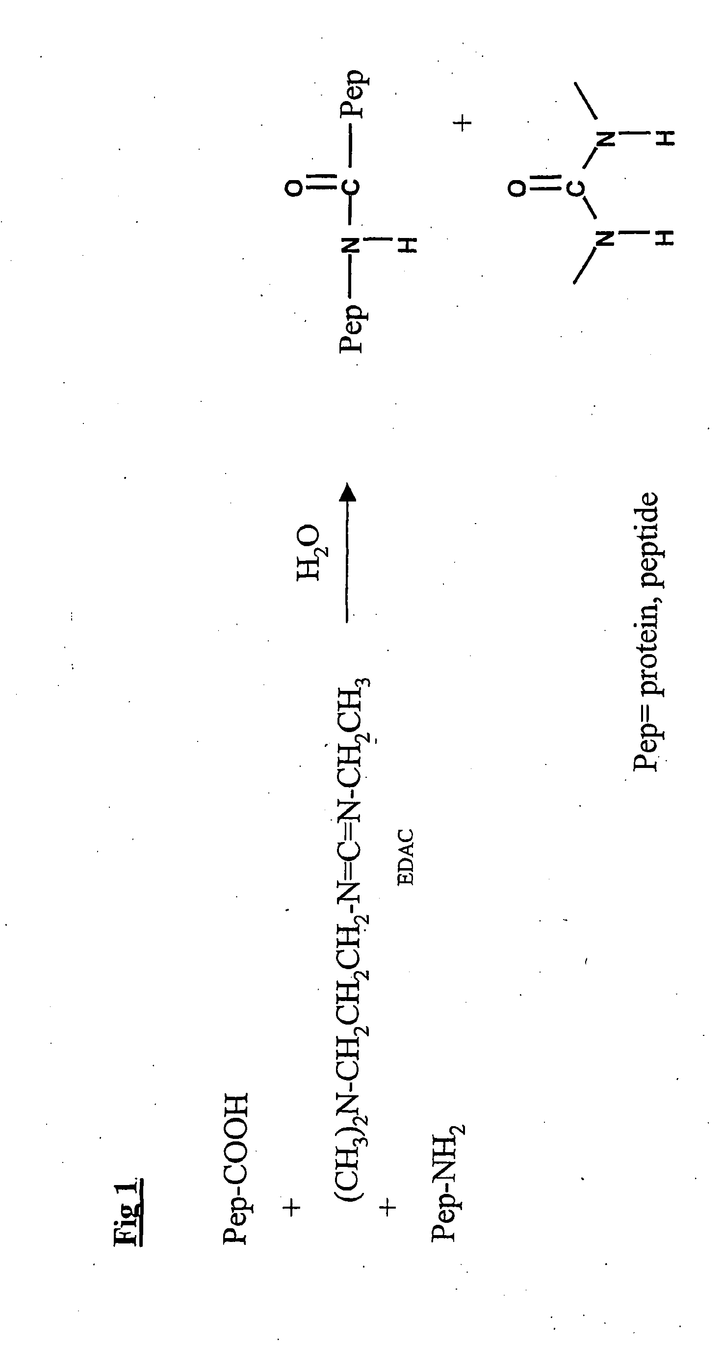 Anticariogenic Proteins & Peptides & Saccharides