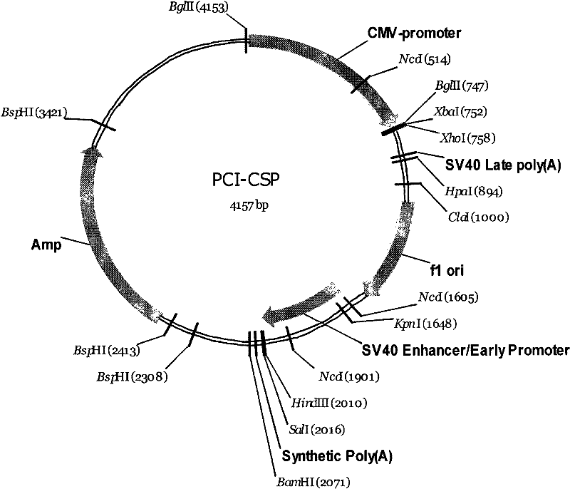 Rat bone marrow tumour cell NSO and preparation method and application thereof