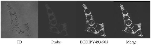 A kind of lipid droplet fluorescent probe and its synthesis method and application