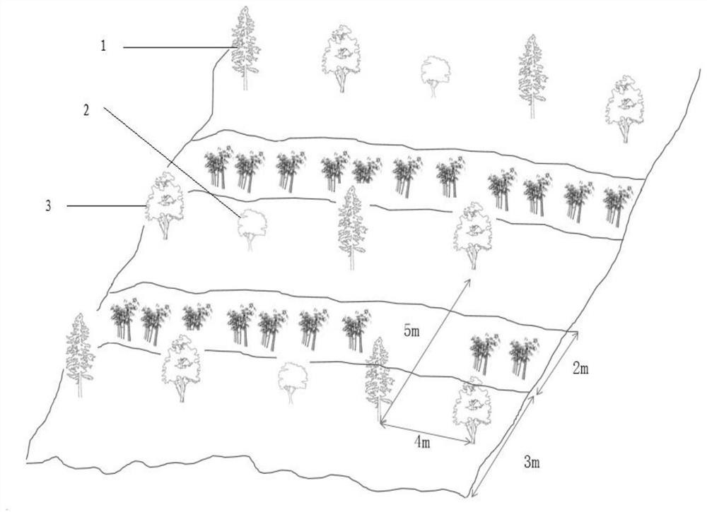 Method for recovering suitable habitat of pandas in sub-alpine secondary bamboo shrub forest land