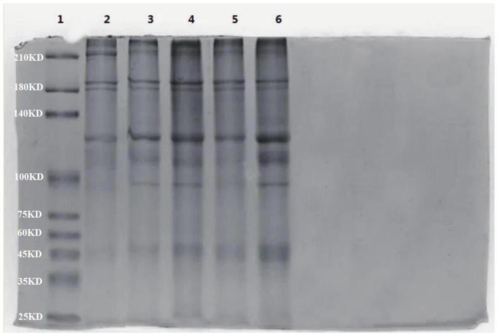 Kelp polypeptide, antibacterial repairing whitening toothpaste, preparation method and application