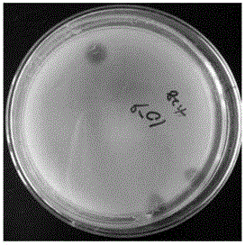 Cladosporiumc cladosporioides for high yield of feruloyl esterase and application of Cladosporiumc cladosporioides in edible vinegar brewing