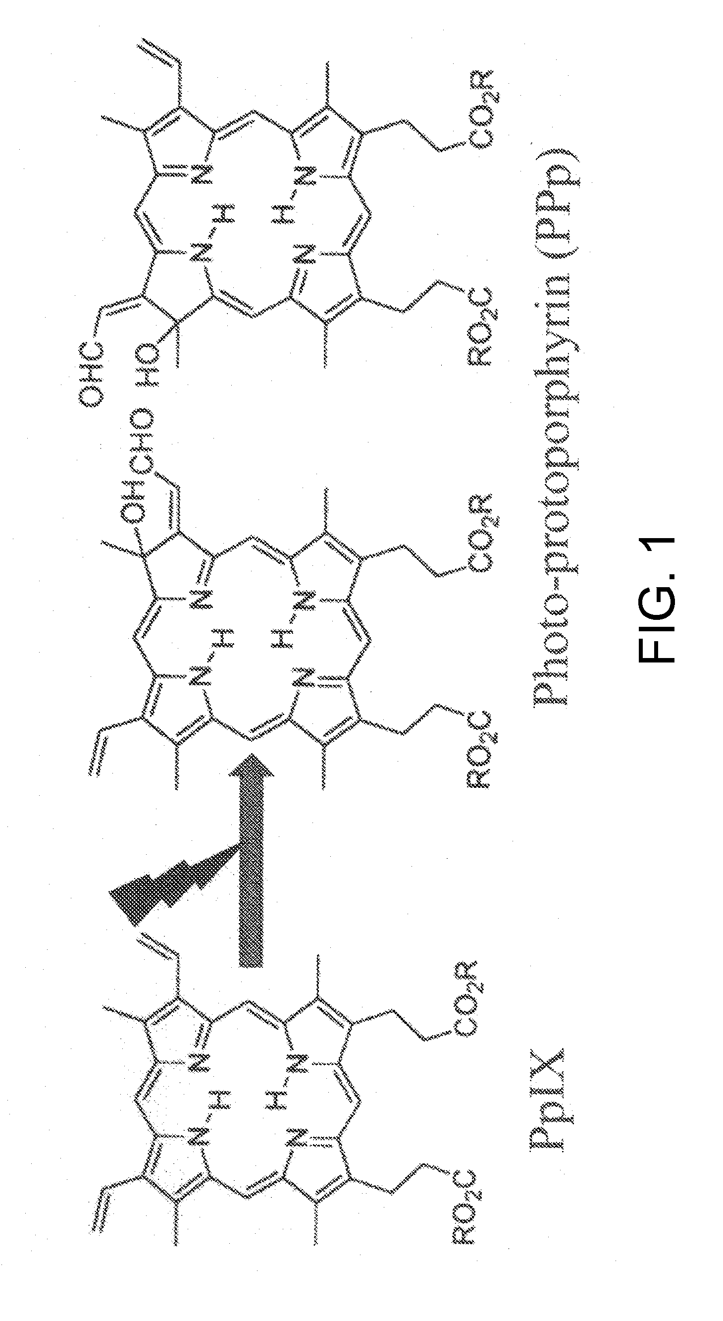 Tumor site or parathyroid gland identification device and method