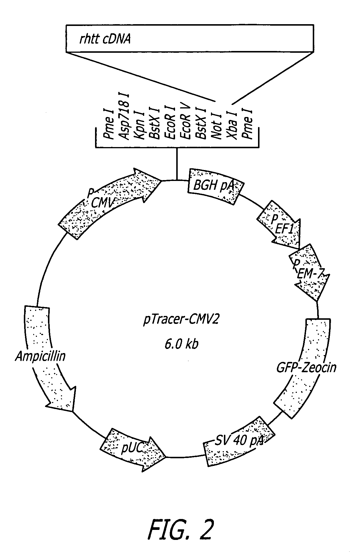 Methods and sequences to preferentially suppress expression of mutated huntingtin