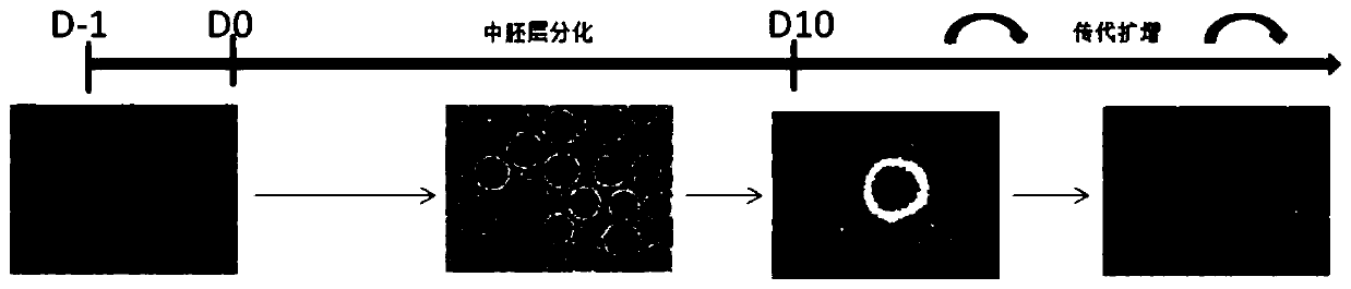 Mesenchymal stem cell, and preparation method and application thereof