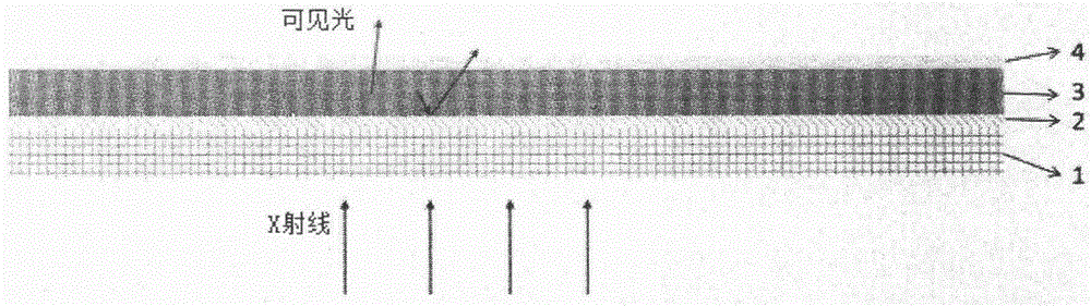 Fluorescent screen for X ray detection and preparation method thereof