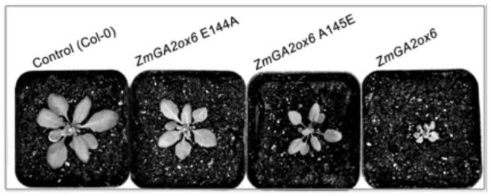 Mutant gene and mutant of corn gibberellin oxidase, expression vector and applications