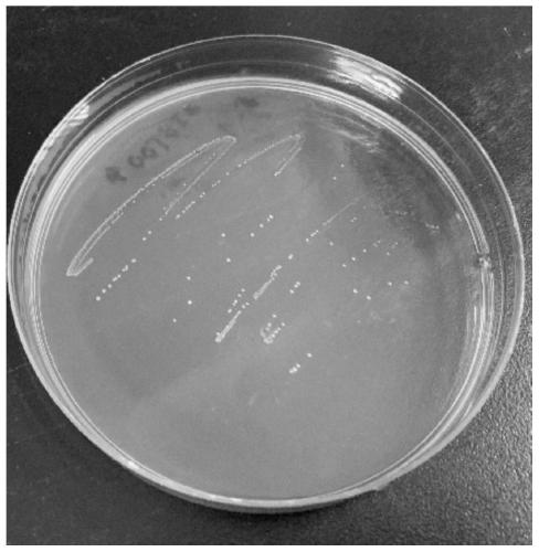 Lactobacillus johnsonii and application thereof