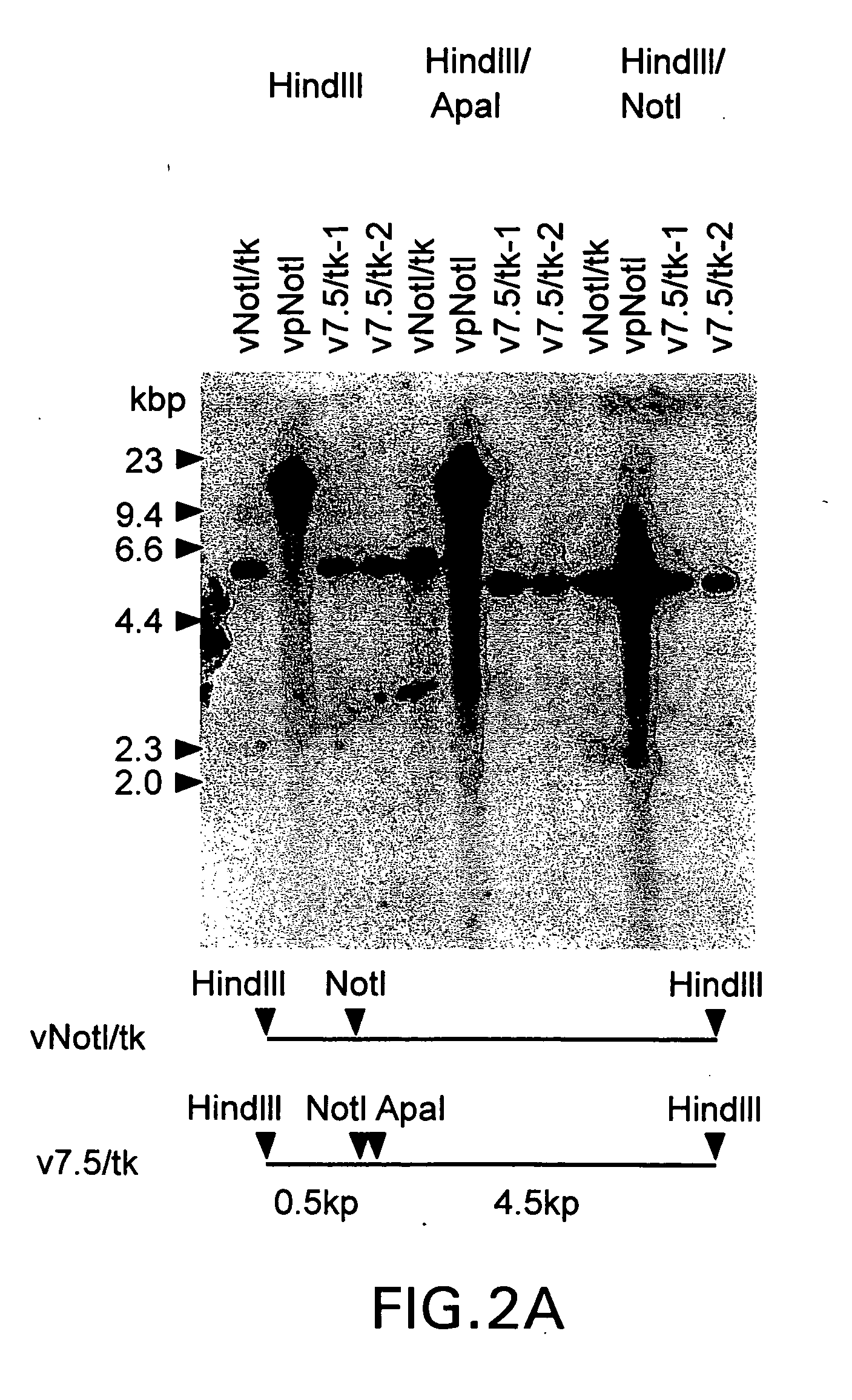 Methods of producing a library and methods of selecting polynucleotides of interest