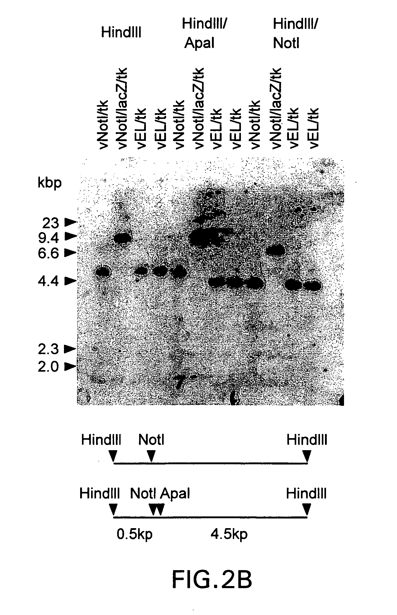 Methods of producing a library and methods of selecting polynucleotides of interest