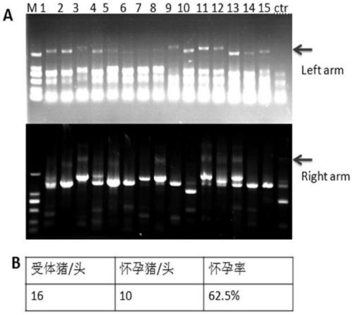 Human huntingtin gene knock-in recombinant vector and its construction method and application in the construction of model pigs