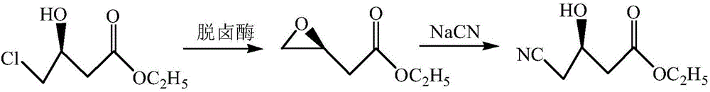 Preparation method for catalytic synthesis of (R)-4-cyano-3-hydroxybutanoate by halohydrin dehalogenases