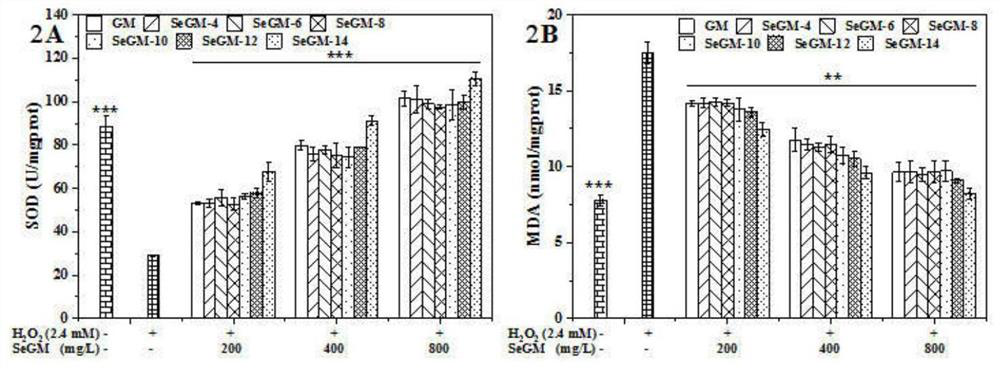 Application of selenized galactomannan in the preparation of anti-oxidative stress damage agent