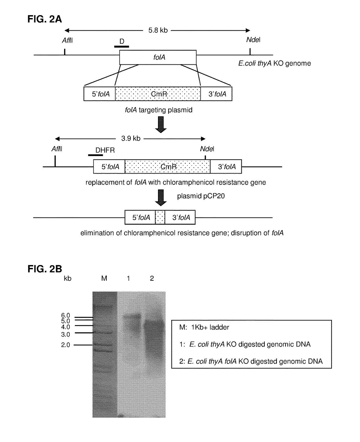 <i>Escherichia coli </i>cell line with <i>thyA </i>knockout and <i>folA </i>knockout