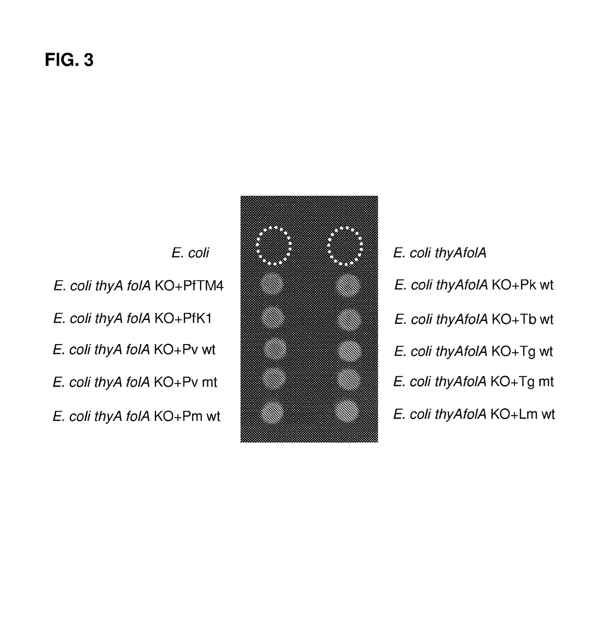 <i>Escherichia coli </i>cell line with <i>thyA </i>knockout and <i>folA </i>knockout