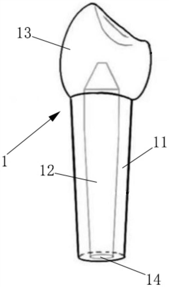 Diseased tooth model for simulating root canal barrier surgery in vitro as well as construction method and application of diseased tooth model