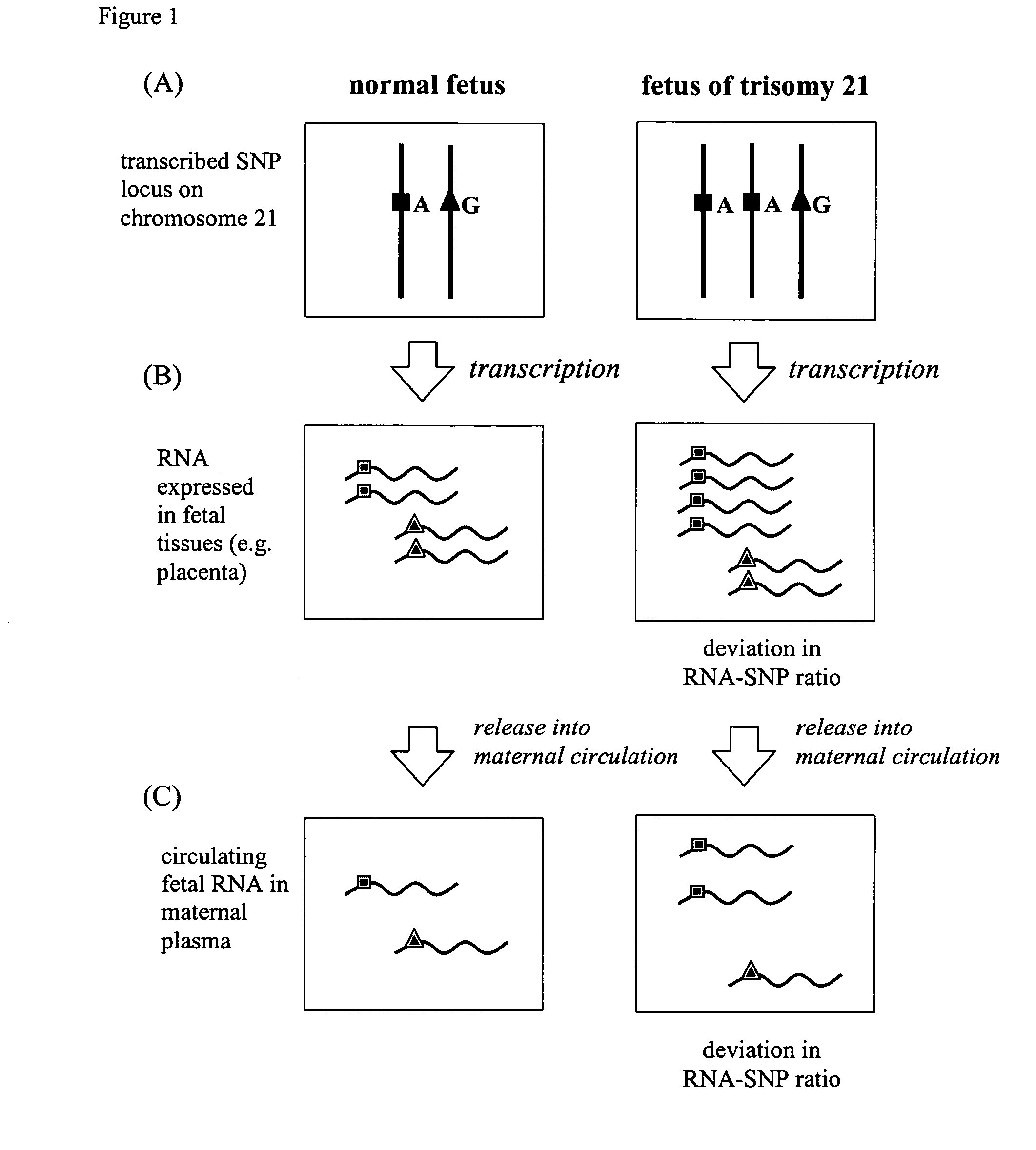 Method for the detection of chromosomal aneuploidies